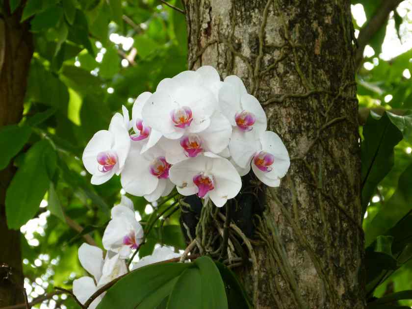 Как пересадить орхидею – шаг за шагом